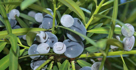 Illawarra Plum Extract